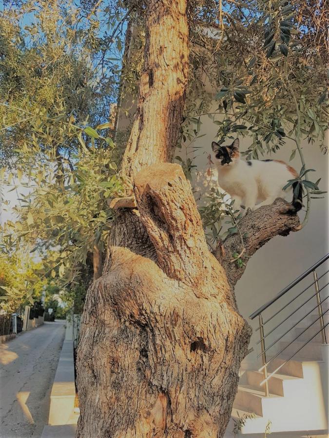 Spitaki Apartments ポトス エクステリア 写真